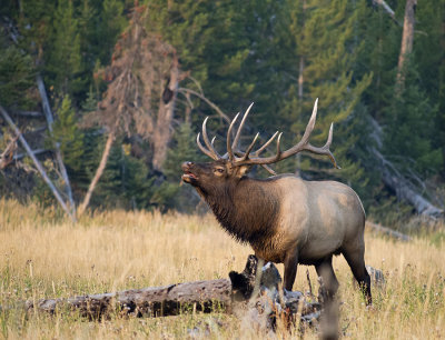 Yellowstone National Park