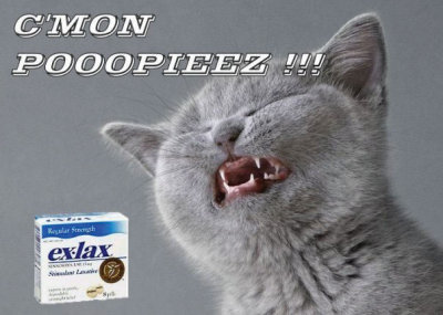 kitty.jpg