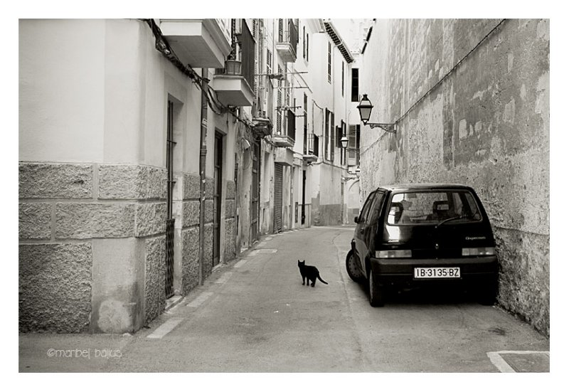 el gato negro