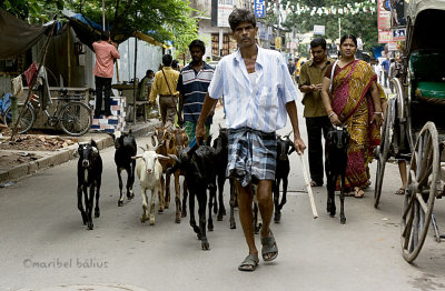 Cabras en Sudder Street