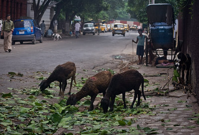 Cabras en Sudder Street