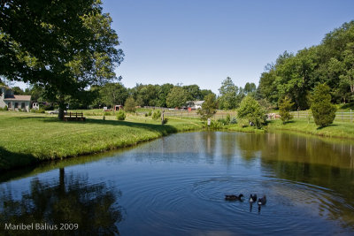 el lago de casa de sue.jpg