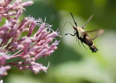 Insects & Butterflies