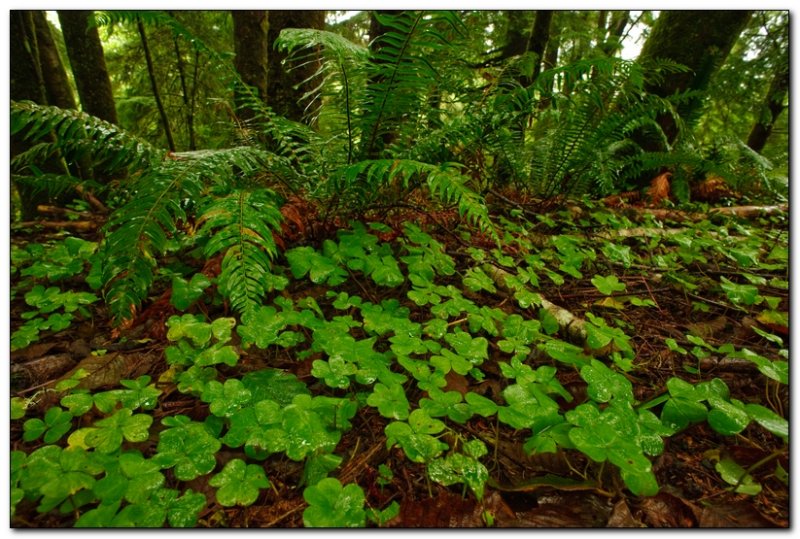 Forest Floor, Ecola State Park