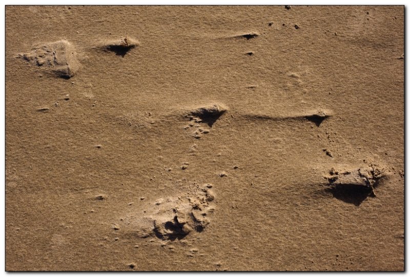 Sand Detail, Cannon Beach 2