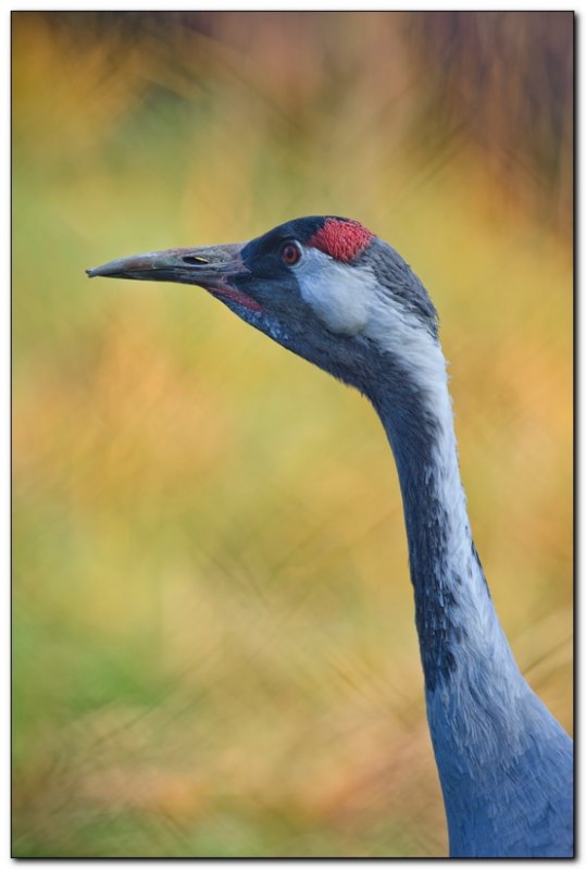 International Crane Foundation 4
