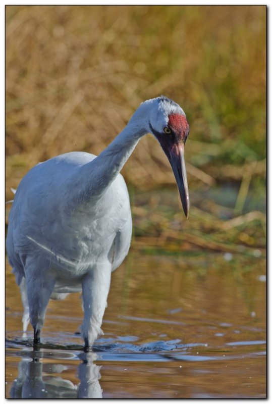 International Crane Foundation 8