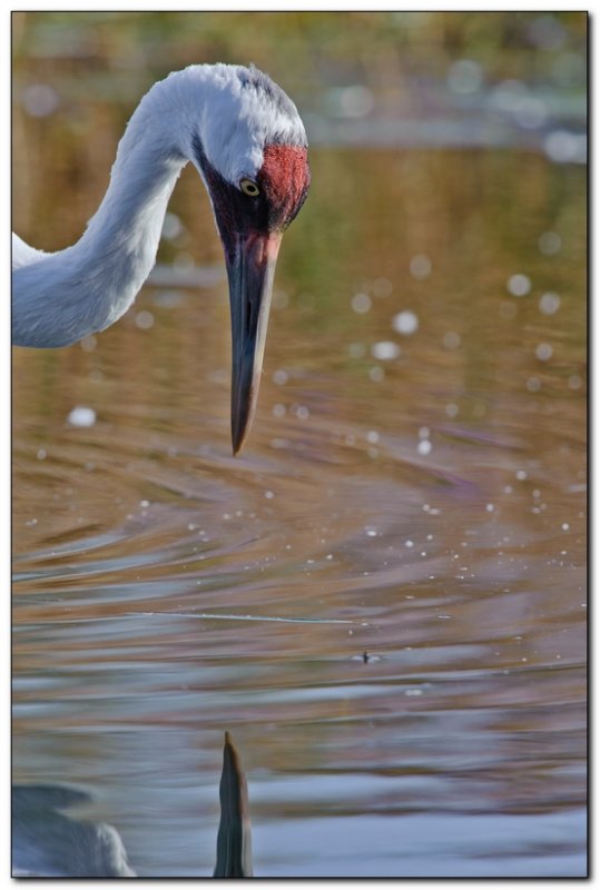 International Crane Foundation 9