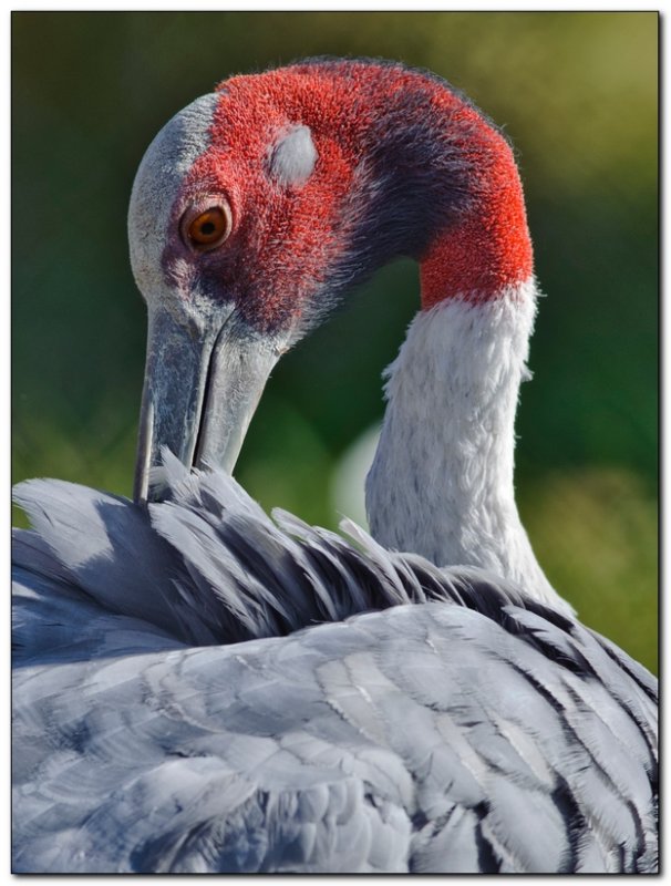 International Crane Foundation 14