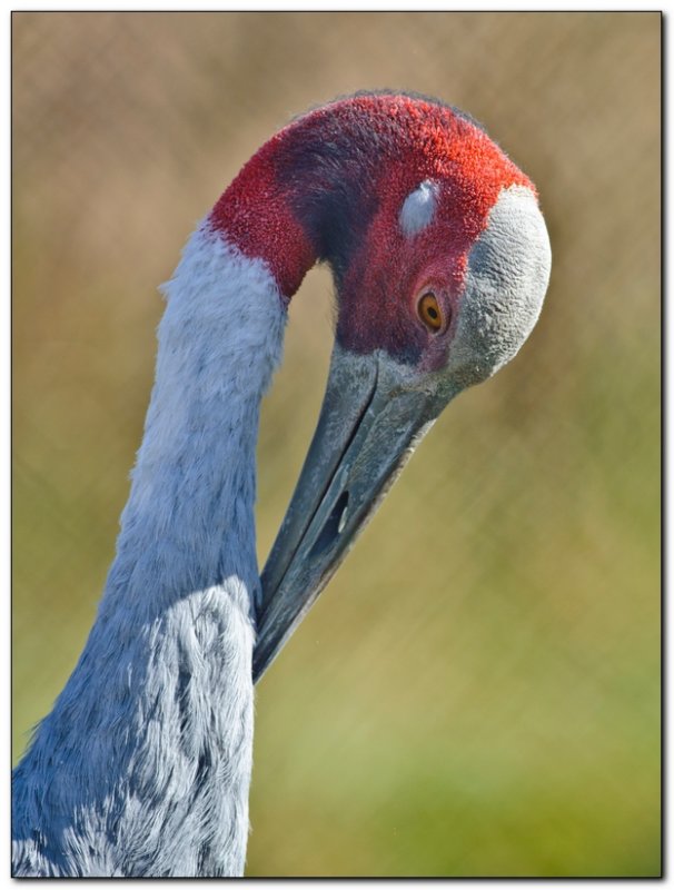 International Crane Foundation 16