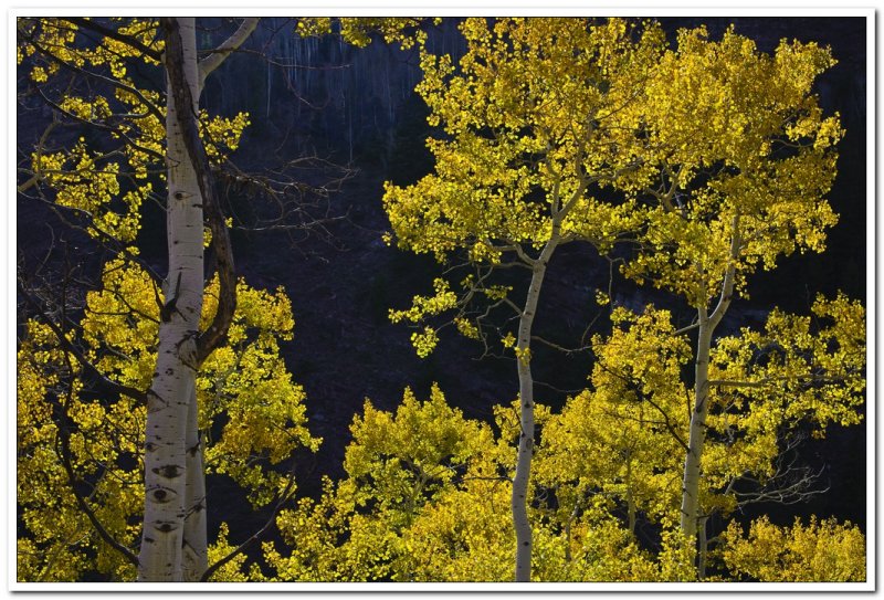 Vail Backroads