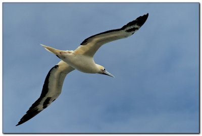 Red Footed Booby 1