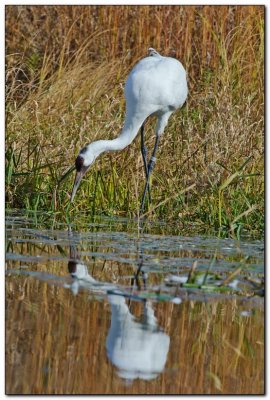 International Crane Foundation 6