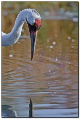 International Crane Foundation 9