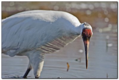 International Crane Foundation 10