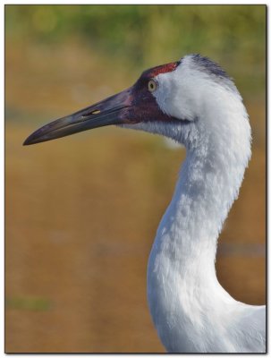 International Crane Foundation 11