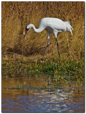 International Crane Foundation 12