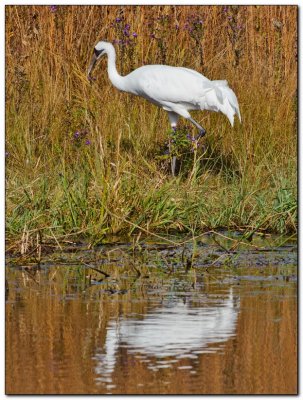 International Crane Foundation 13