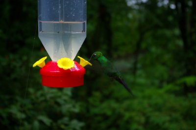 Costa Rica 180.jpg