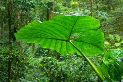 Costa Rica 182.jpg