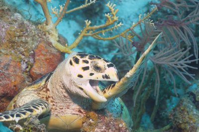 LITTLE CAYMAN 1.jpg