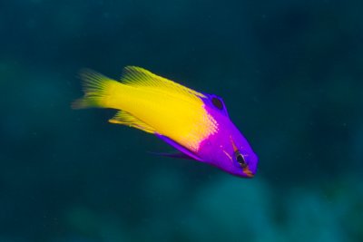 Fairy basslet