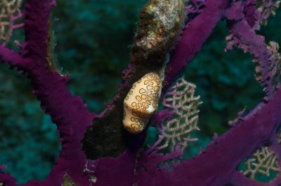 Flamingo Tongue