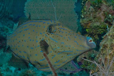 Scrawled Filefish