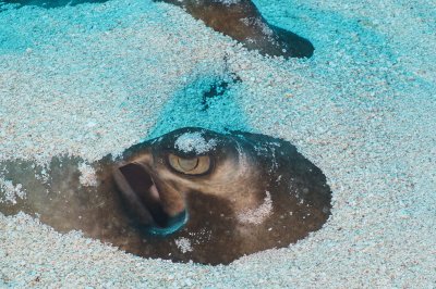 Stingray eye