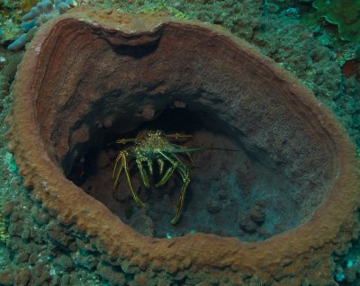 Lobster in a Sponge