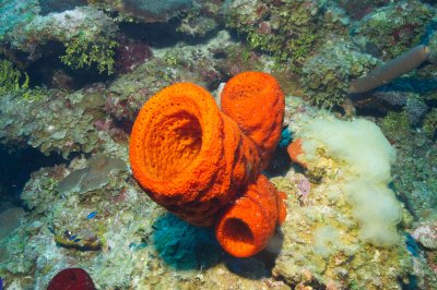 Orange Sponge
