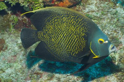 French Angelfish