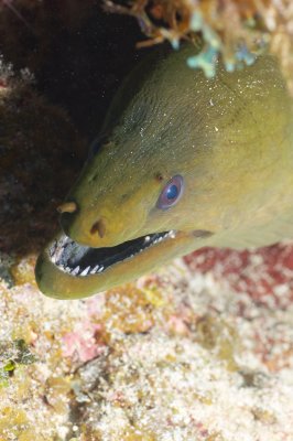 My what teeth you have