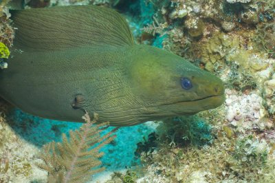 Green Moray