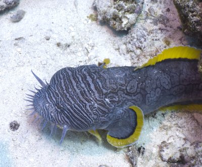 Splendid Toadfish