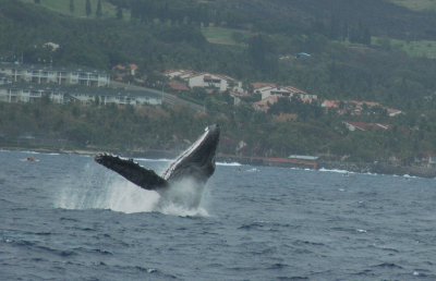 humpback whale3.jpg
