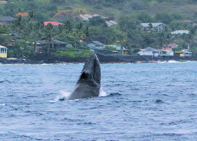Humpback Whale3.0309.jpg