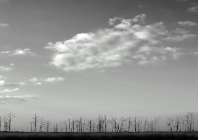 Winter Trees