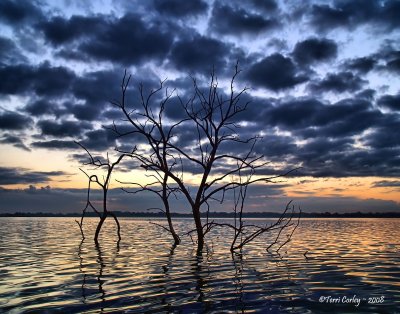 Dawns Early Light