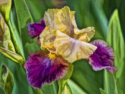 Yellow & Purple Iris
