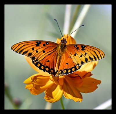 Butterfly on Flower