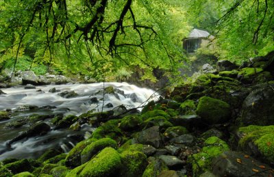 The Hermitage, Dunkeld - DSC_6841.jpg