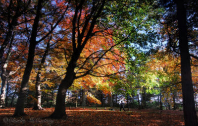 Autumn Colour - DSC_7880.jpg