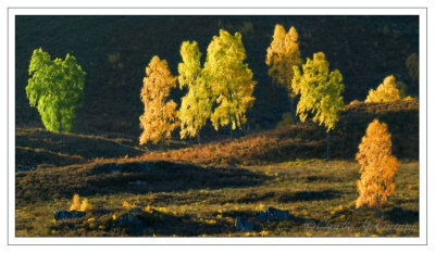 Hillside Trees - DSC_7534.jpg