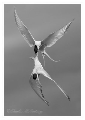 Arctic Tern Fight - DSC_0148.jpg