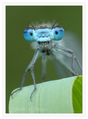 Common Blue Damselfly - DSC_3269.jpg