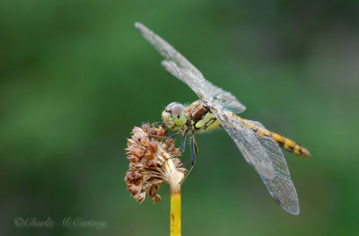 Common Darter - DSC_5571.jpg