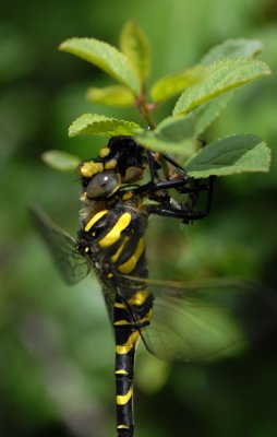 Bee Eating - DSC_2011.jpg