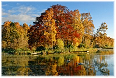 Autumn Colour - DSC_4451.jpg