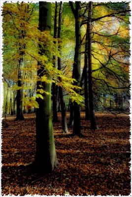 Autumn Colour - DSC_4562.jpg